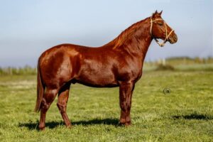 LOTE 5 LR DOC ALGARROBO
