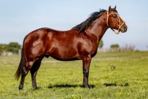LOTE 10 LR ARRAYAN BUCK