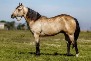 LOTE 8 LR PATRIOT BRAGADO