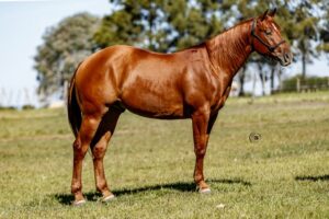 LOTE 13 JLL BUCK GOLD