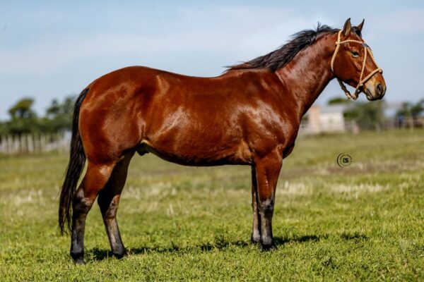 LOTE 12 LR BUCK EMERSON