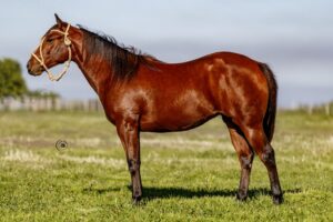 LOTE 11 LR PATRIOT EZEIZA