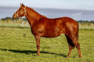 LOTE 9 LR DOC HIGUERA