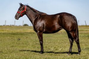 LOTE 3 JLL COWGIRL SUN