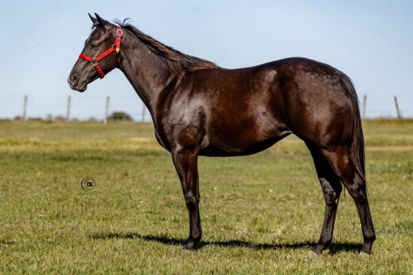 LOTE 3 JLL COWGIRL SUN
