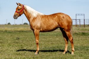 LOTE 7 JLL YELLOW PLAYGIRL