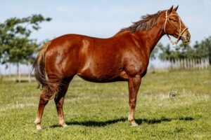 LOTE 6 LR BUCK LASAÑA