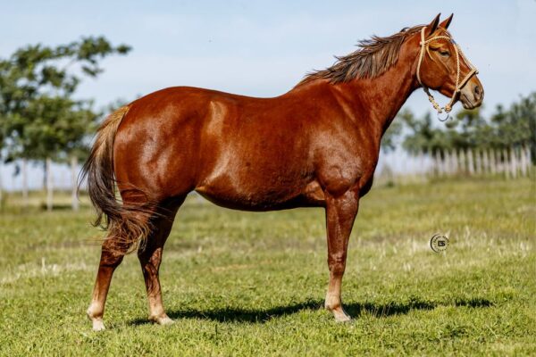 LOTE 6 LR BUCK LASAÑA