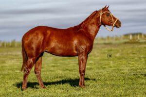 LOTE 1 LR DOC ORQUIDEA