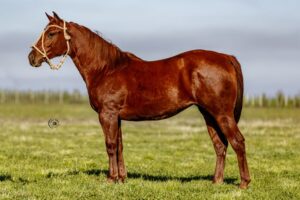 LOTE 2 LR DOC PURMAMARCA