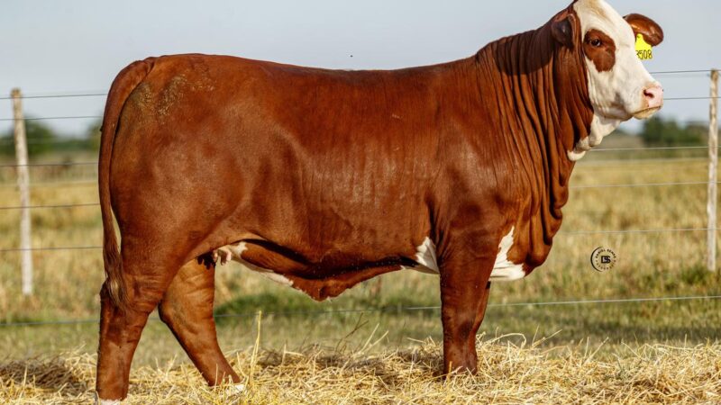 LOTE 9 RP 13508 BRAFORD