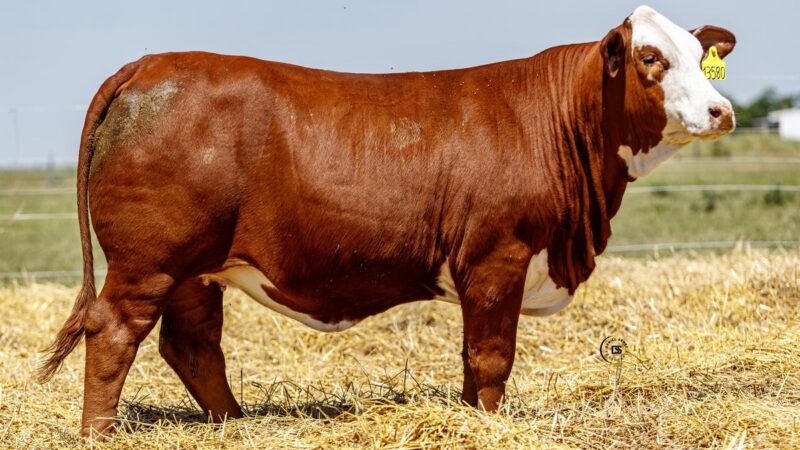 LOTE 11 RP 13580 BRAFORD