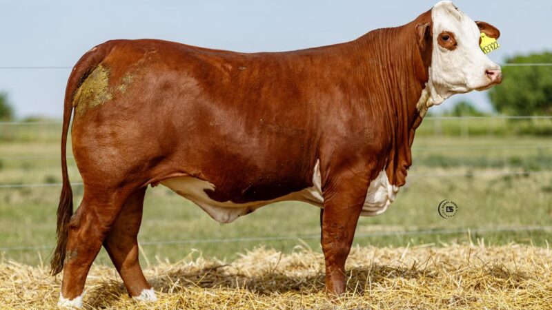 LOTE 20 RP 13722 BRAFORD