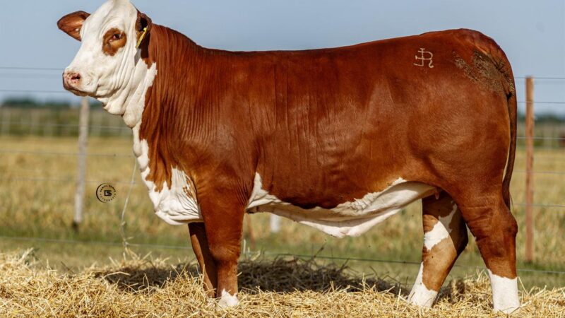 LOTE 10 RP 13772 BRAFORD