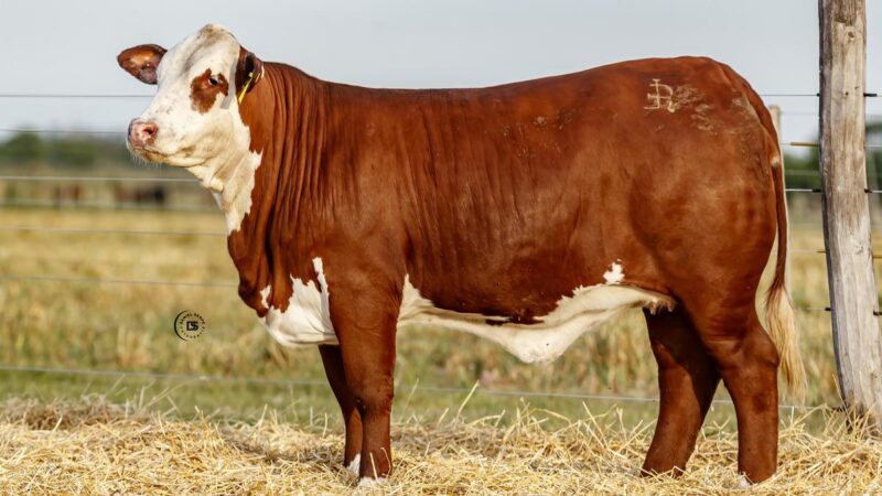 LOTE 20 RP 13802 BRAFORD