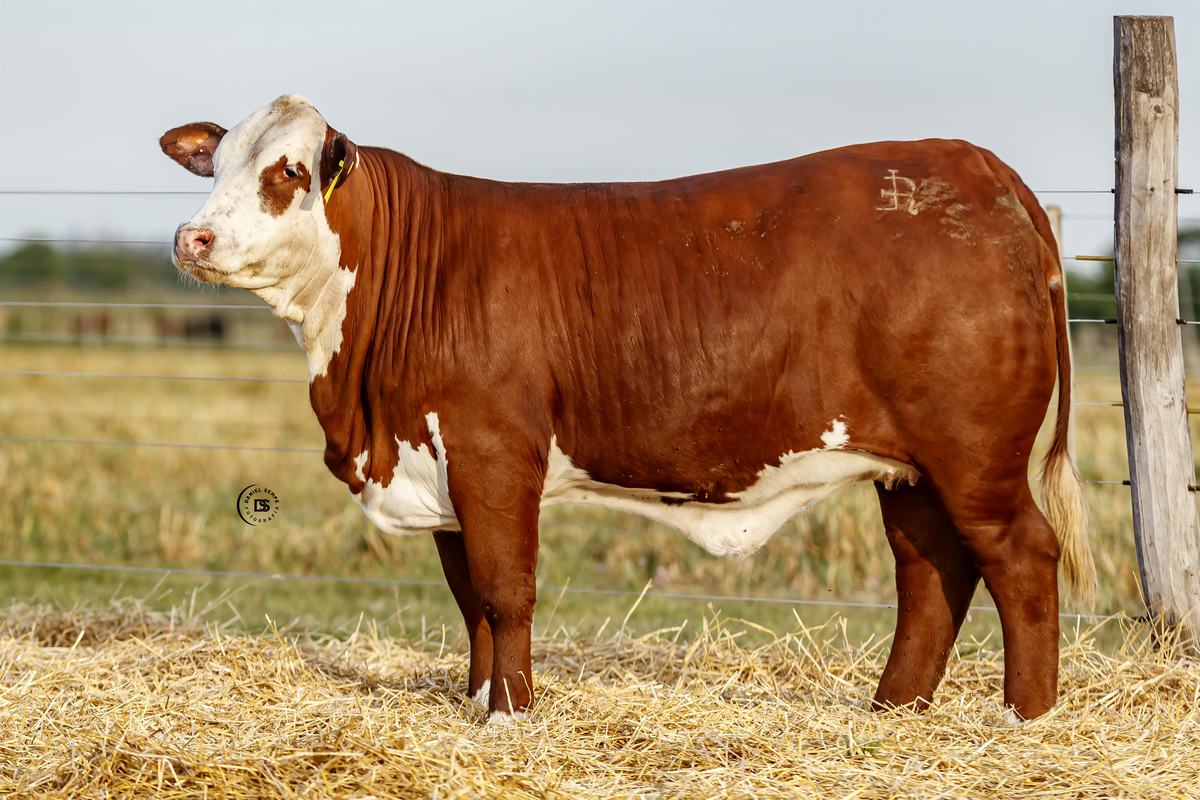 LOTE 20 RP 13802 BRAFORD