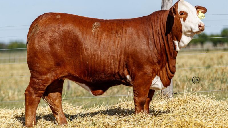 LOTE 12 RP 14234 BRAFORD