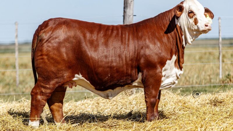 LOTE 23 RP 14306 BRAFORD