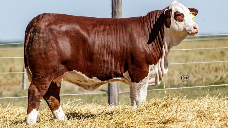 LOTE 22 RP 14350 BRAFORD