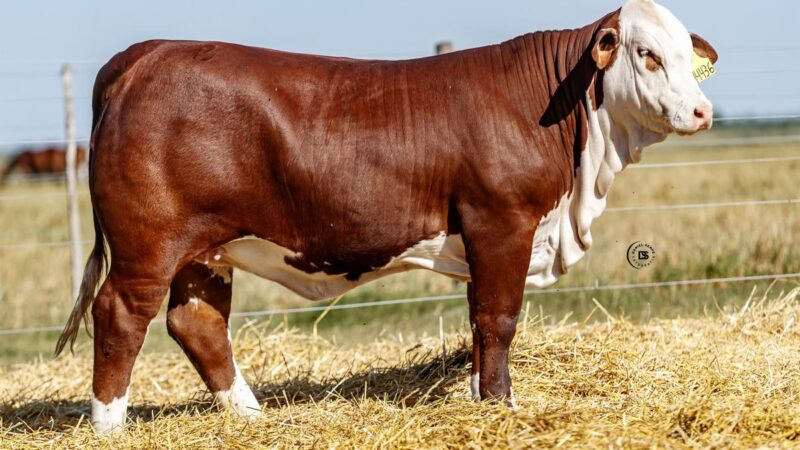 LOTE 23 RP 14436 BRAFORD