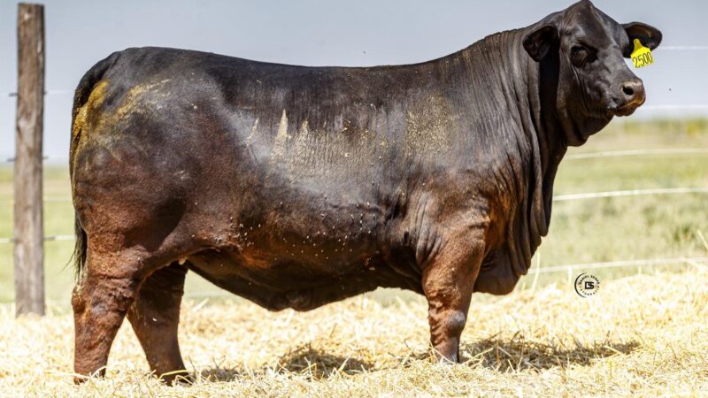 LOTE 14 RP 2500 BRANGUS