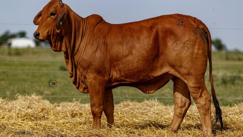 LOTE 18 RP 26 BRAHMAN