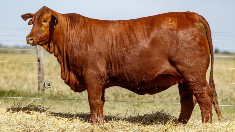 LOTE 15 RP 684 BRANGUS