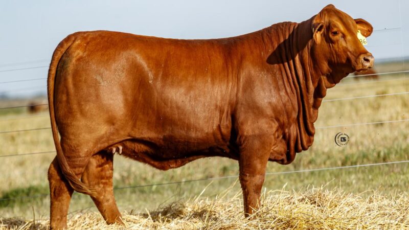 LOTE 24 RP 686 BRANGUS