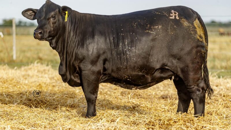 LOTE 16 RP 696 BRANGUS