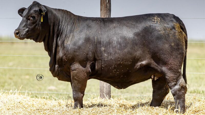 LOTE 16 RP 700 BRANGUS