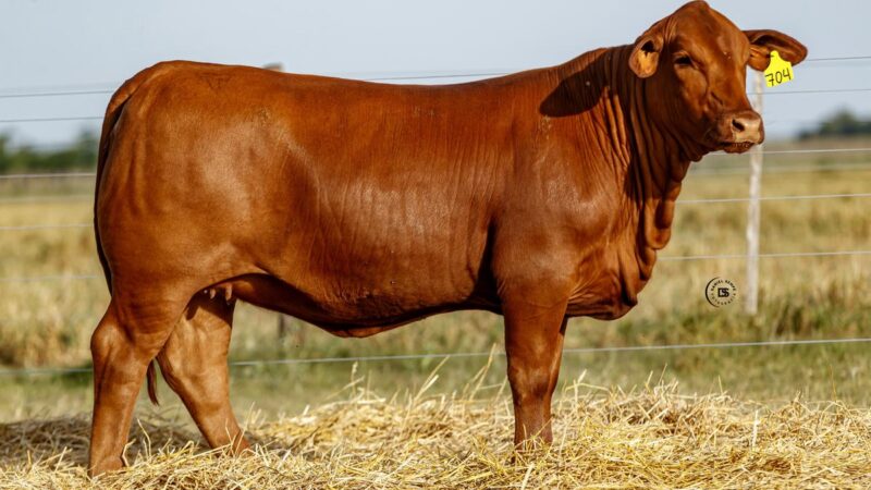 LOTE 26 RP 704 BRANGUS