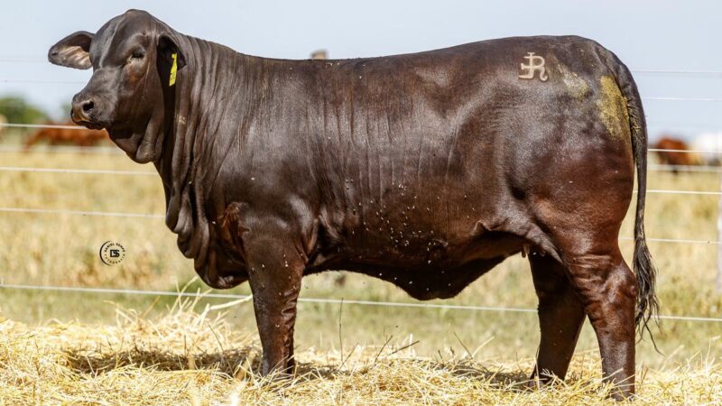 LOTE 17 RP 714 BRANGUS