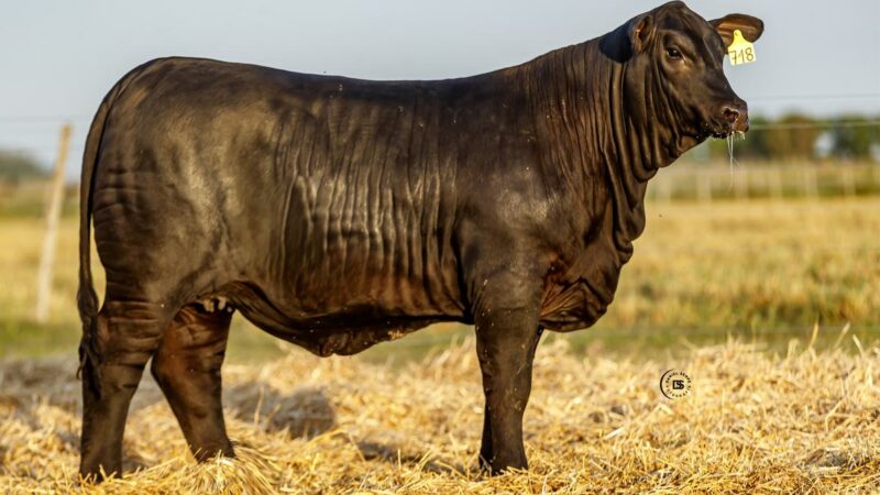 LOTE 26 RP 718 BRANGUS