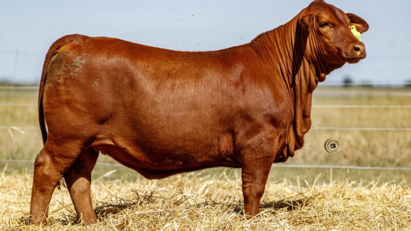 LOTE 17 RP 734 BRANGUS