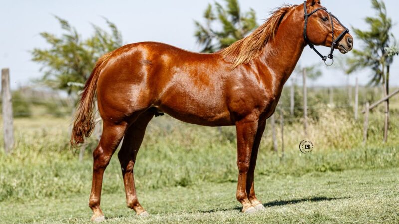 LOTE 6 LR Doc Chacabuco