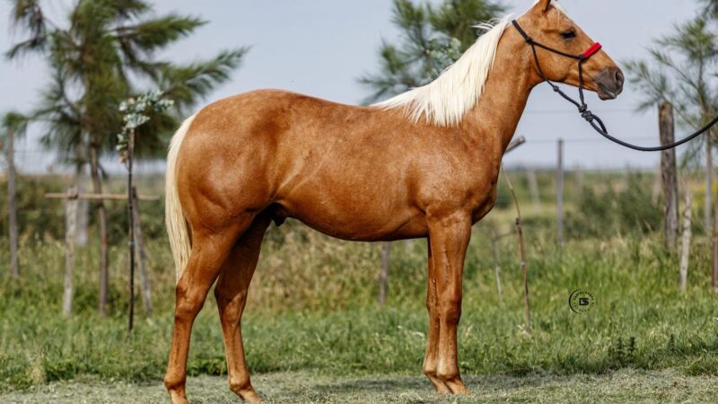 LOTE 5 LR Buck Defender