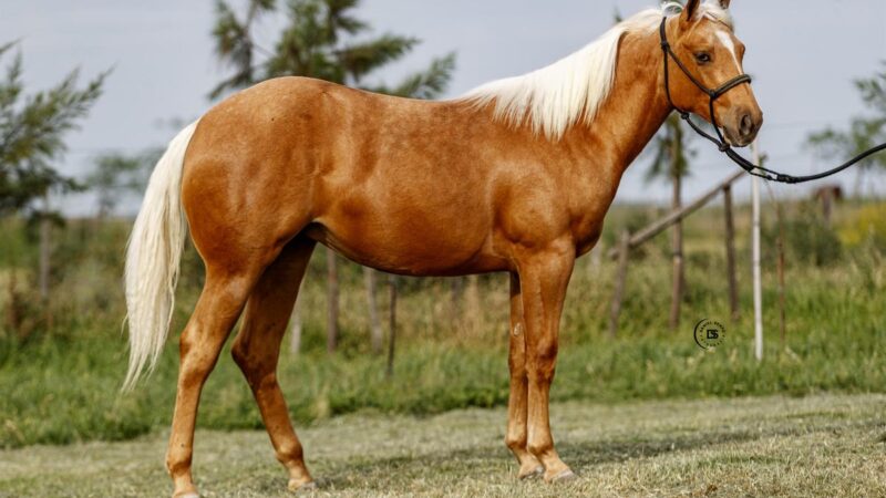 LOTE 3 LR Buck Etendard