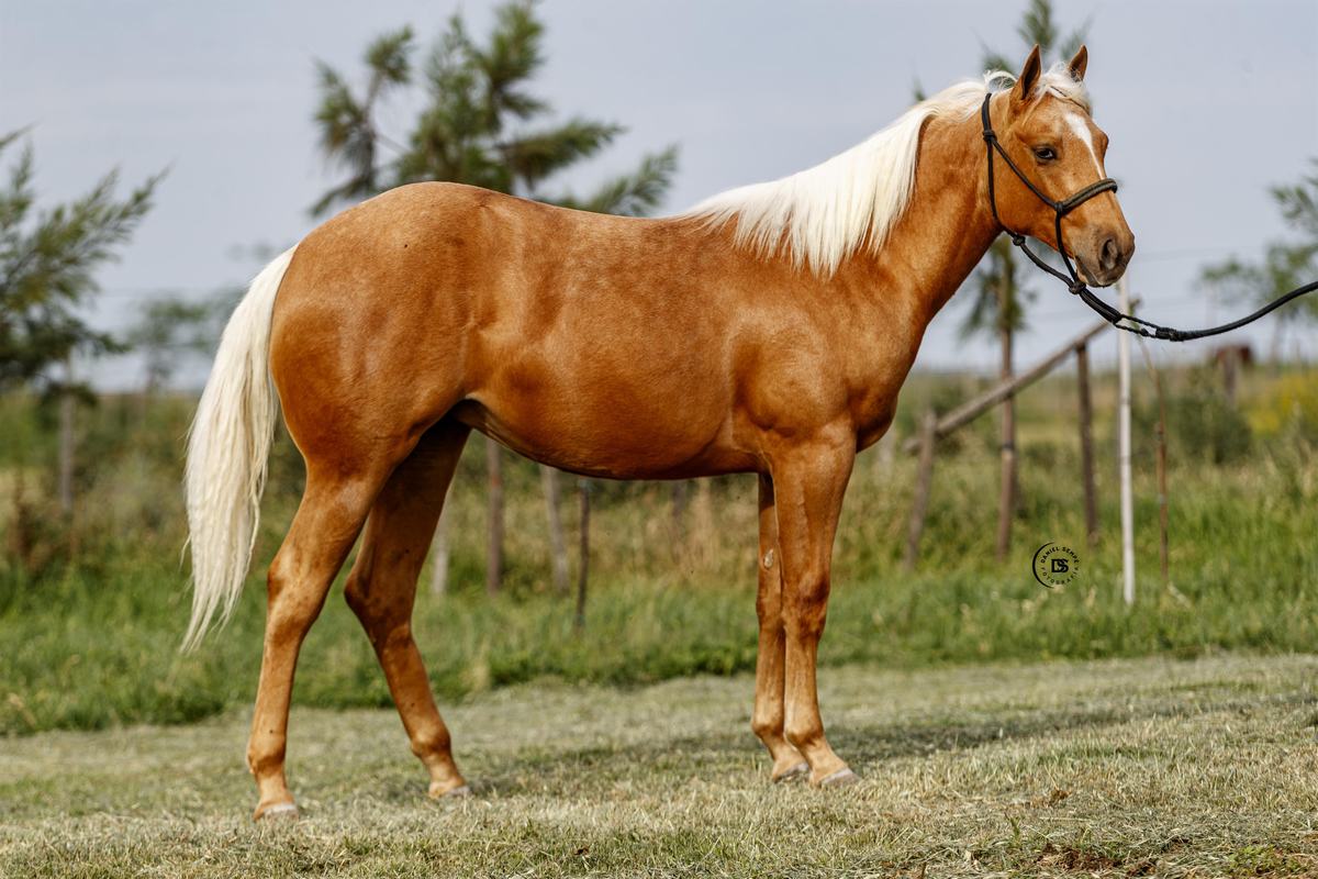 LOTE 3 LR Buck Etendard