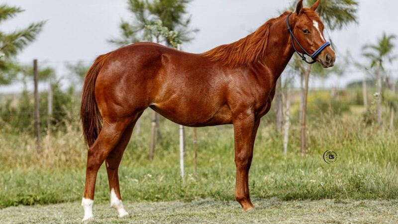 LOTE 8 LR Patriot Flanker