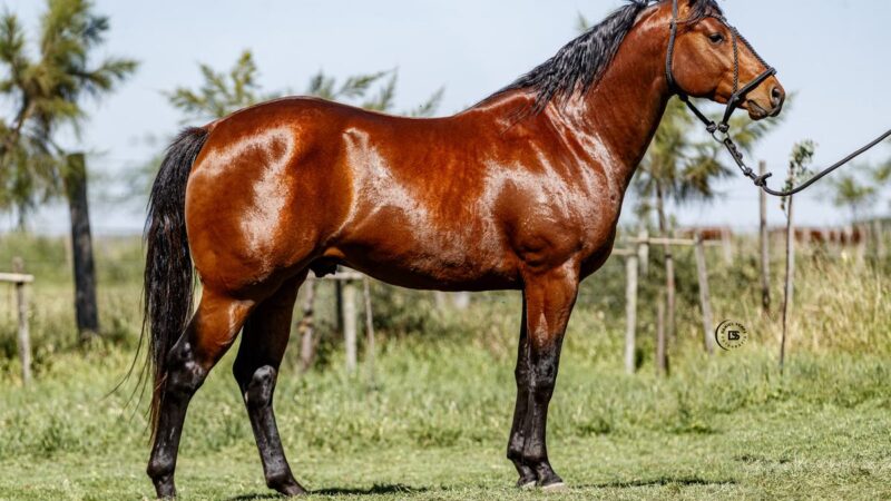 LOTE 2 LR Buck Ombú