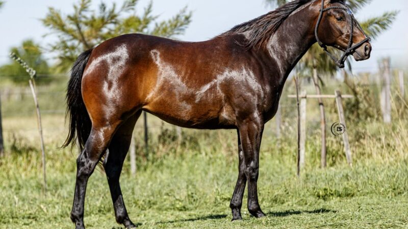 LOTE 7 LR Buck Zamora