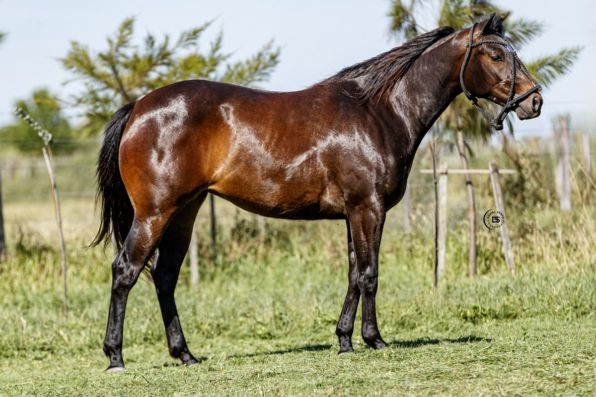 LOTE 7 LR Buck Zamora